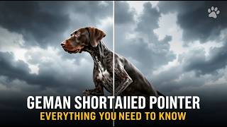 Everything You Need to Know About the German Shorthaired Pointer!