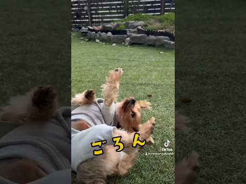 ごろんゴロン🐶🎵#ワンコのいる生活 #犬のいる暮らし #ヨーキー