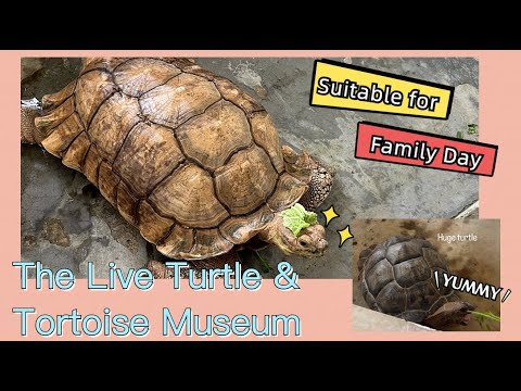 Have you ever went to The live turtle and tortoise museum, extremely niche attraction!