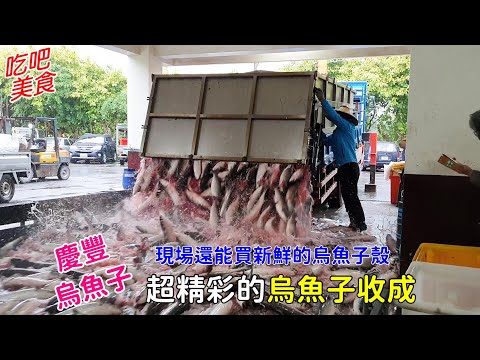 超精彩的烏魚子收成 給你滿滿的魚子 現場還可以買到超新鮮的烏魚子殼 -吃吧美食