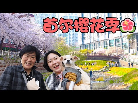 韩国妈妈带你看韩国樱花季+麻辣香锅吃播