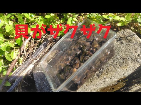 ガサガサで潮？干狩り？