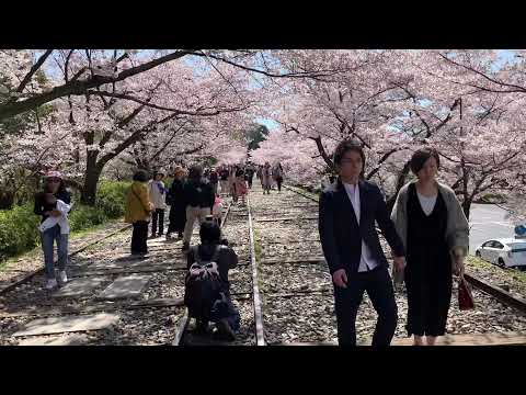 Keage Incline 蹴上インクライン 蹴上傾斜鐵道 Sakura 桜 Kyoto Japan