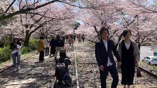 Keage Incline 蹴上インクライン 蹴上傾斜鐵道 Sakura 桜 Kyoto Japan