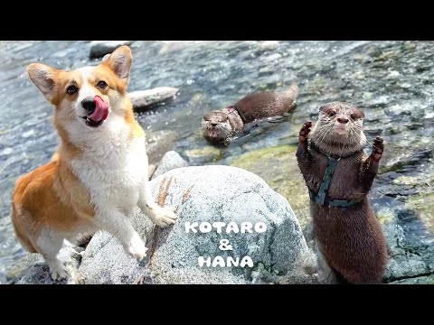 Otters Show Off Swimming Skills to Doggie Friend