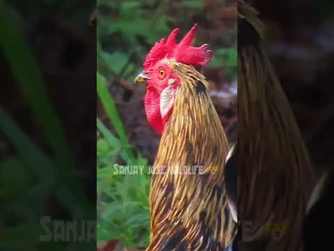 rooster sound🐓 chicken sound💤 मुर्गी की आवाज़ 🎶 #shorts  #short #shortvideo #shortsvideo #shortsfeed