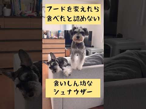 いつものフードを変えたらご飯を食べた事を認めないミニチュアシュナウザー #shorts #ペット動画 #ミニチュアシュナウザー #いぬ #シュナウザー #schnauzer