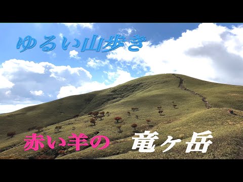 赤い羊の「竜ヶ岳」　ゆるい山歩き　＃竜ヶ岳＃赤い羊＃鈴鹿セブンマウンテン