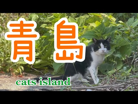 モミモミとたまありちゃんだよIt's Momi Momi and Tamaari-chan【青島】【夏休み2024】【猫島巡り】