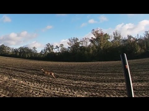 SC Deer Dog Drives 11/12/2022: Lots of races and shots.