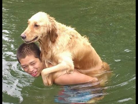 Golden retriever in the water