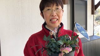 クリスマスローズ ウインターベルを地植えして 冬の花壇の主役に