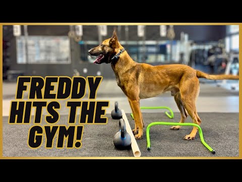 MALINOIS TRAINING TIPS!