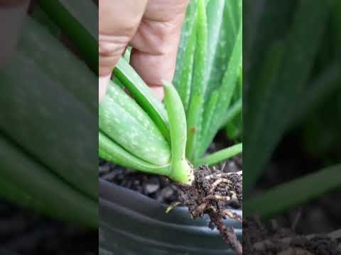 Aloe vera is a resilient plant