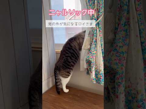 ニャルソック中の耳の動きがすごい #ねこ動画 #ねこ #保護猫 #cat #耳の動き #ことねこくらし #ニャルソック