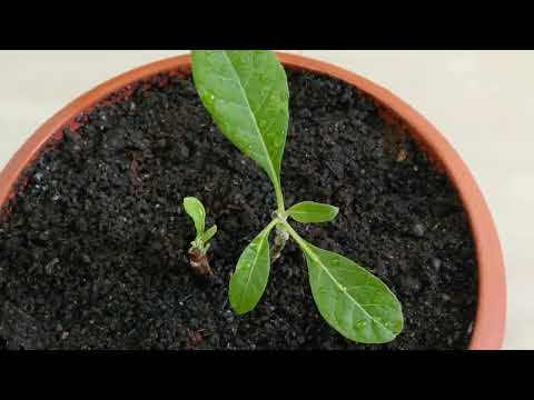 GROWING AFRICAN BITTER LEAF ABROAD. #gardening #bitterleaf