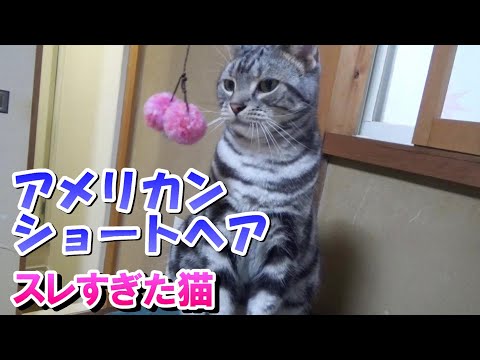 すぐに釣れなくなるスレすぎた猫（アメリカンショートヘア）