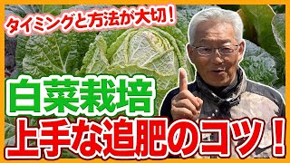 家庭菜園や農園の白菜栽培で上手な追肥の秘訣！タイミングと方法のコツと白菜の育て方！【農家直伝】