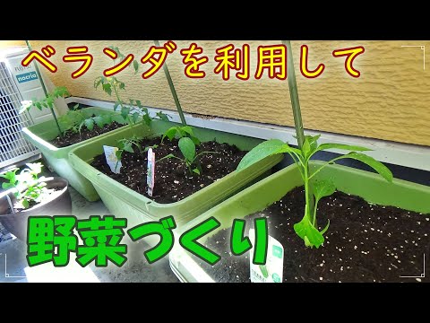 ベランダで野菜の栽培！苗を買ったのでプランターに植え付け