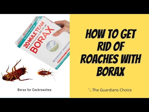 Roach Control with Borax: Effective Methods to Get Rid of Roaches - DIY Pest Control