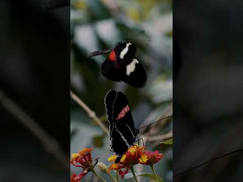 🦋 Did You Know That Butterfly Wings Are Actually Transparent?