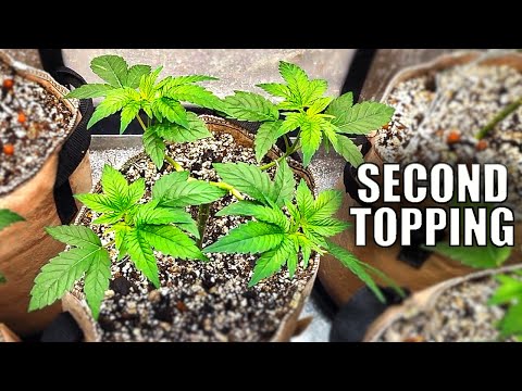 Topping Cannabis TWICE!  | Wedding Cake Grow Week 9