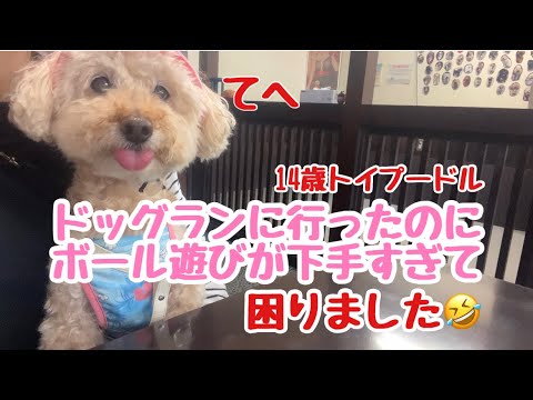 ボール遊びしない犬と室内ドックランいったらこうなりました🤣