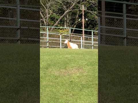 #shorts シロオリックスのビビさん　千葉市動物公園