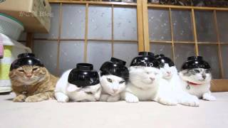 のせ猫 x 6つのお椀　 Bowl