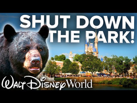 BEAR FOUND at Disney's Magic Kingdom! - Shuts Down Half the Park