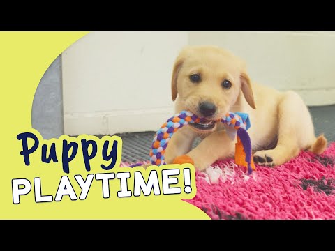 Meet a Litter of Golden Retriever x Labrador Puppies | Guide Dogs Puppy Playtime