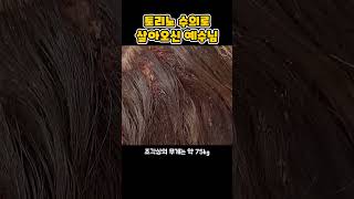 토리노 수의로 다시 살아 오신 예수님