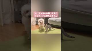 羊カットで見た目も匂いも変わった犬を見た子猫の反応w #shorts