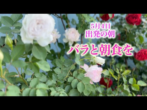 【薔薇と朝ごはん】出発の朝！バラと朝食を。【５月４日】