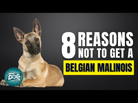 8 Reasons Why You SHOULD NOT Get a Belgian Malinois