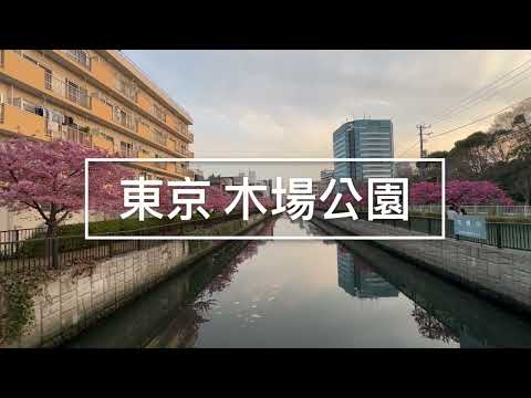 【東京木場公園】櫻花盛開~河津櫻跟緋寒櫻