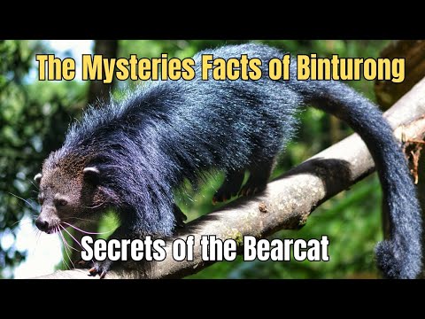 The Mysteries Facts of Binturong 🦝 Secrets of the Bearcat 🦡