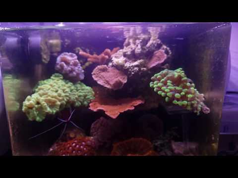 - Tony Nguyen Finally settled in 4 gallon reef office tank