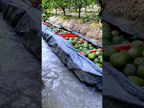 Orange Harvesting Techniques Using Human Powered Trains 😁 #shorts