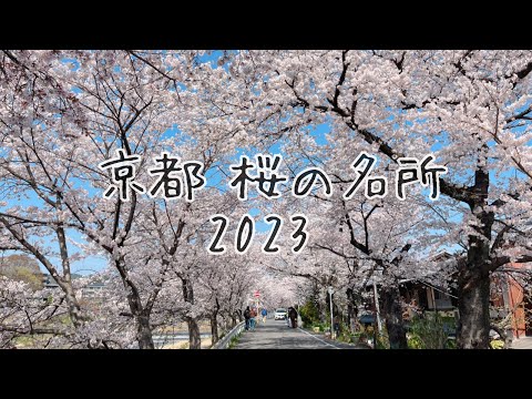 【 京都 桜の名所 🌸】① 賀茂川沿い・半木の道　開花状況