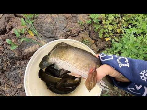 Catching fish in the water in the field to eat grass