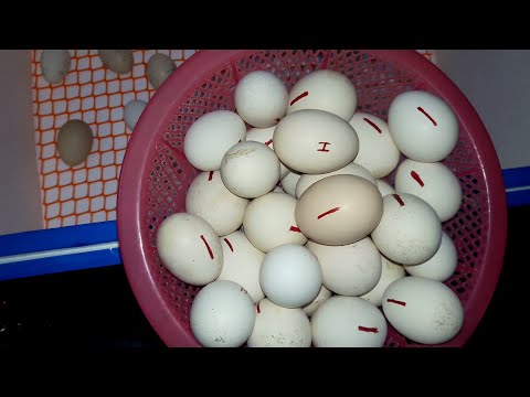 Egg Incubator Day-5 | Removing Rotten Eggs & Keeping Some More Fresh Eggs