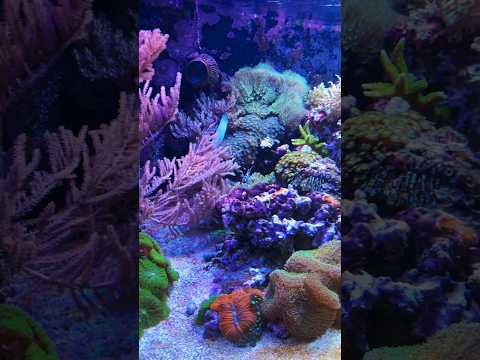 Quick update on my 4 metres aquarium