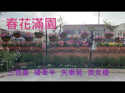 三色堇  矮牽牛  矢車菊  美女櫻 – 春花滿園 - {種花篇 Gardening}  Spring Garden in Full Bloom