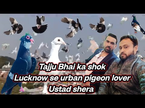 Tajju Bhai ka shok Lucknow se urban pigeon lover ustad Shera