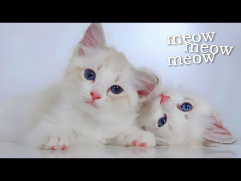 Cute Baby Cat Sound 🐱🐾 | Cat Sound | Cat Voice Sound