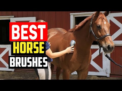 ✅Best Horse Brushes 2023