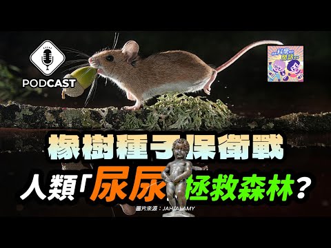 【Podcast】EP.175 人類的「尿尿」能拯救森林嗎？「橡樹種子」保衛戰！