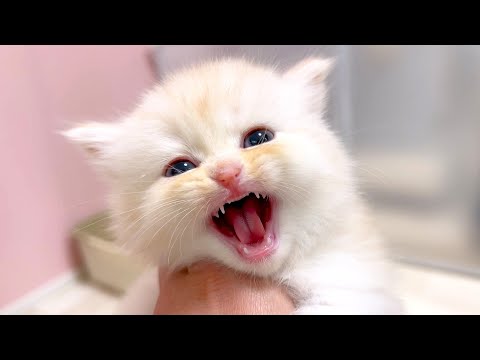 【マンチカンの子猫】ガオ～っていう顔で猫ミーム声な子猫の件 ～猫のいる生活Vol.1056～出産動画 マンチカン短足・ミヌエット・ペルシャ猫専門ブリーダー『ペット蔵人』【子猫の成長記録】