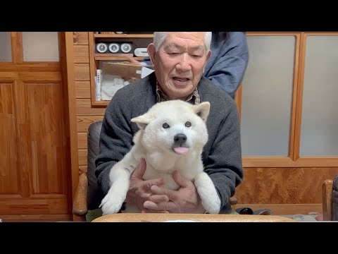 先月までご飯が食べれなかった柴犬が大食いに戻りました。withおやじ狩りするサモエド